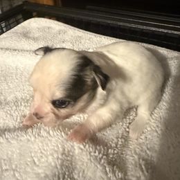 Boy 3 - male Chihuahua puppy in Madison, Virginia from KimberGlen Chihuahuas