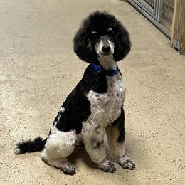 Diesel - Poodle
