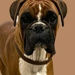 Grace - Boxer