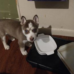Siberian Husky Puppies from Morgan's Siberian Huskies
