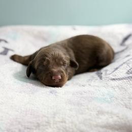 Jessie (Nellie) - Chocolate and tan female Dachshund puppy in Live Oak, Florida from Johnson’s Weiner Farm