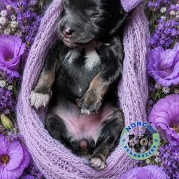 Sadie - Black and silver female Miniature Schnauzer puppy in Magalia, California from NorCal Schnauzers