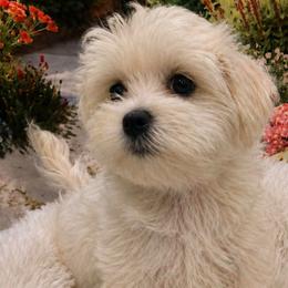 Molly - White female Maltese puppy in North Myrtle Beach, South Carolina from Perfect Puppies