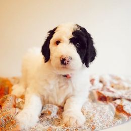 Sheepadoodle Puppies from Evergreen Mountain Doodles