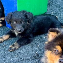 Black male - Black tri male Miniature Australian Shepherd puppy in Lemon Cove, California from Magic Ranch Mini Aussies