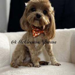 Lil Girl - Maltipoo