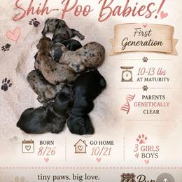 Loretta Lynn - Black female Shihpoo puppy in Delphos, Ohio from Route 66 Puppies
