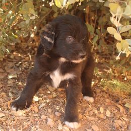 Oliver - Black and white male Aussiedoodle puppy in Apache Junction, Arizona from Loving Doodle