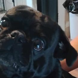 Companion Crosses and Pugs from Easter Pugs & Bugs