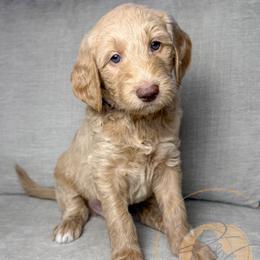 Otter Pop (dark blue collar) - Apricot male Goldendoodle puppy in Murrieta, California from Apricot Poodles & Goldendoodles, LLC