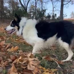 Una - Border Collie
