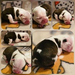 Girl 1 - Seal and white female Boston Terrier puppy in Boston, Massachusetts from Boston Collections
