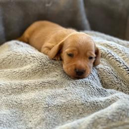 Paul - Red male Dachshund puppy in Palo Cedro, California from RK Doxies