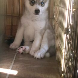 Boy 3 Pretty Boy - Siberian Husky puppy from SnowShier Huskies