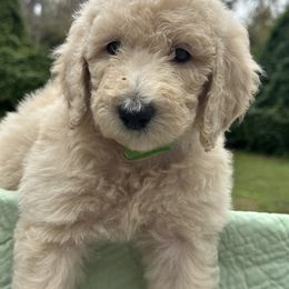 February green collar - Goldendoodle puppy from Standard Goldendoodle and Doodles