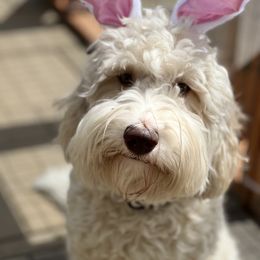 Poppy - Australian Labradoodle