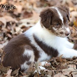 Australian Shepherd, Miniature American Shepherd, Miniature Australian Shepherd, and Toy Australian Shepherd Puppies from TK Standard, Mini, & Toy Aussies