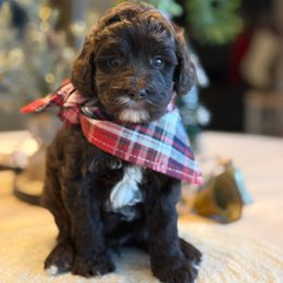 G-Red Boy - Chocolate male Goldendoodle puppy in Lewisville, Texas from Texas Goldendoodle Lovers