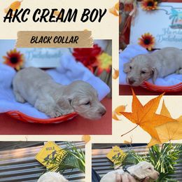 BOO - Dachshund puppy from FLO-RIDA DACHSHUND