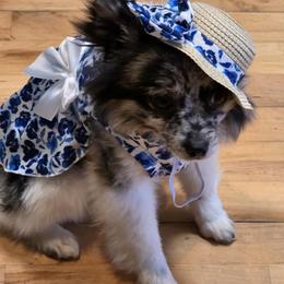 Bon - Pomeranian