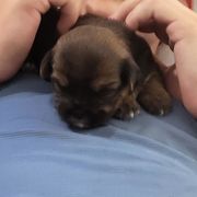Amber - Liver female Shorkie puppy in Winters, California from Northern CA Shorkies