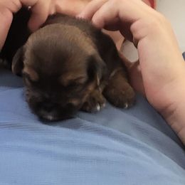 Amber - Liver female Shorkie puppy in Winters, California from Northern CA Shorkies
