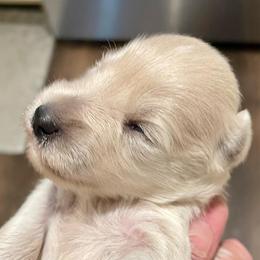 Spencer - Wheaten male Miniature Schnauzer puppy in Interlachen, Florida from Pam's Schnauzers