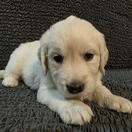 Sweetie - Light golden female Golden Retriever puppy in Phoenix, Arizona from Ashrose Kennels