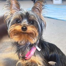 Bella - Yorkshire Terrier