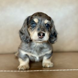 Dachshund Puppies from Gem State Mini Dachshunds