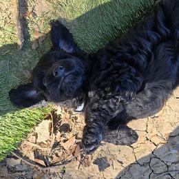 Jet - Black and white male Aussiedoodle puppy in Windom, Texas from Wild Farm Puppies