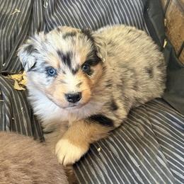 BMM 2 - Blue merle male Australian Shepherd puppy in Bainbridge, Ohio from CK Aussies