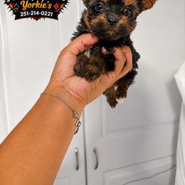 Girl 2 - Black and tan female Yorkshire Terrier puppy in Mobile, Alabama from Ace of Spades Yorkies
