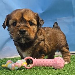 Josie - Black gold and white female Shorkie puppy in Aurora, Missouri from KnJ Precious Paws LLC