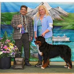 Kimmie - Bernese Mountain Dog