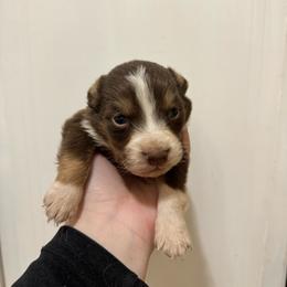 Blaze - Red tri-color male Australian Shepherd puppy in Cushing, Oklahoma from Midwest LP Aussies