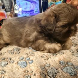 Shih Tzu Puppies from Wood Foo Breeders