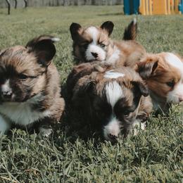 American Corgi and Pembroke Welsh Corgi Puppies from Witch Creek Corgis