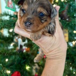 Yorkipoo puppies from Lost Coast Poodles and Doodles