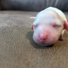 Luke - Cream male Dachshund puppy in Spring Creek, Nevada from Hobby Horse Mini Doxies