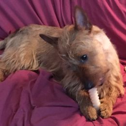 Australian Terrier Puppies from Take 5 Aussies