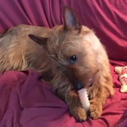 Australian Terrier Puppies from Take 5 Aussies