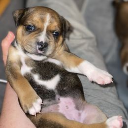 Rocher - Red female Staffordshire Bull Terrier puppy in Monroe, Georgia from Irresistibull Staffords