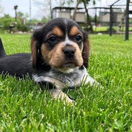 Beagle Puppies from Bachman’s Kennel