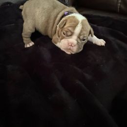 Boston Terrier Puppies from Hidden Valley Bostons
