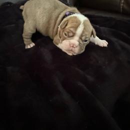 Boston Terrier Puppies from Hidden Valley Bostons