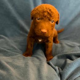 Blue - Brown male Chesapeake Bay Retriever puppy in Riverview, Florida from Breezeswept Kennel
