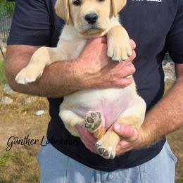 Blue Collar - Yellow female Labrador Retriever puppy in Utah County, Utah from Günther Labradors