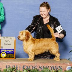 Thaly - Basset Fauve de Bretagne