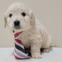 Goldendoodle and Golden Retriever Puppies from Servant Kennel